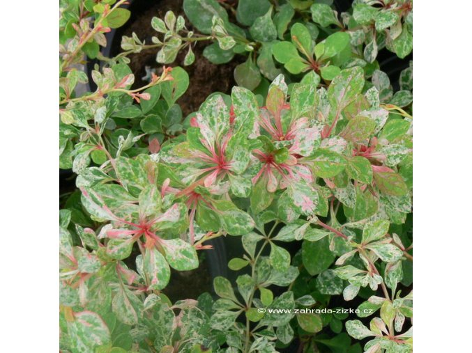Berberis thunbergii 'Pinkqueen Carpet' - dřišťál Thunbergův