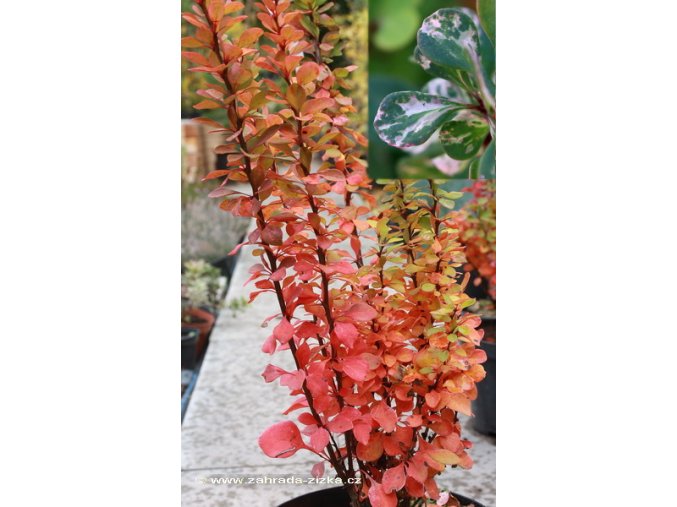 Berberis thunbergii 'Powwow' - dřišťál Thunbergův