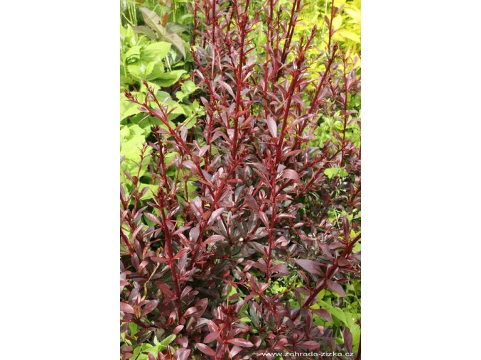 Berberis thunbergii 'Red Chief' - dřišťál Thunbergův