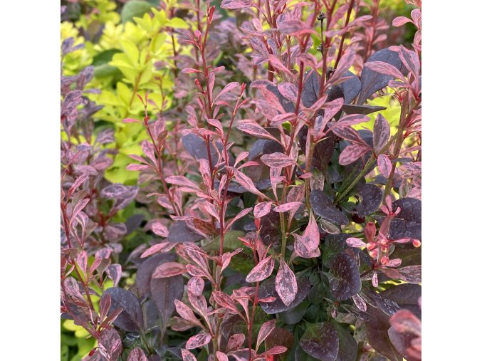 Berberis thunbergii 'Rosy Rocket' - dřišťál Thunbergův