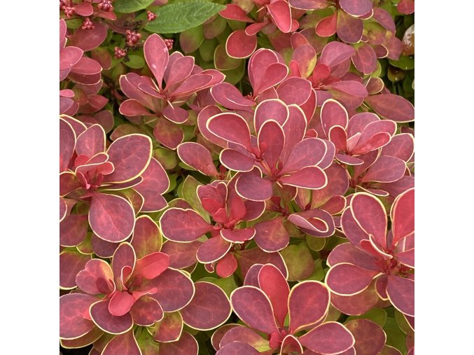 Berberis thunbergii 'Ruby Star' - dřišťál Thunbergův