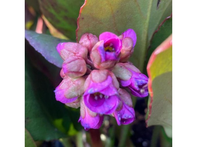 Bergenia cordifolia 'Rotblum' - bergénie srdčitá