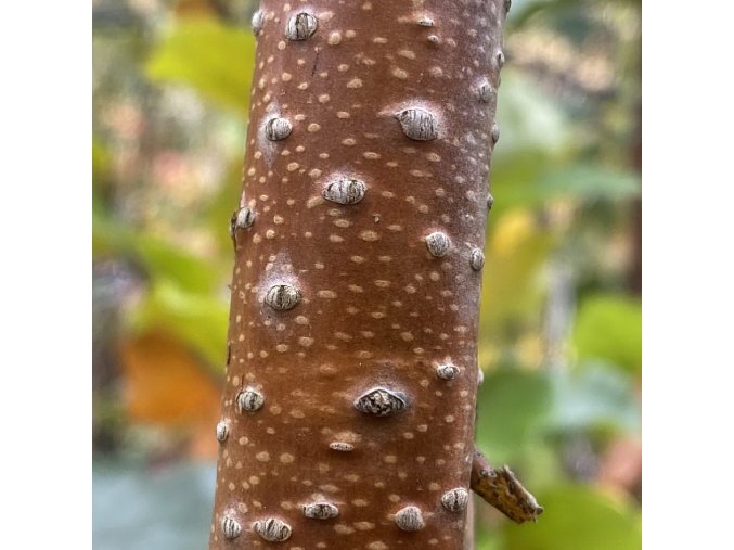 Betula ermanii 'Blush' - bříza Ermanova