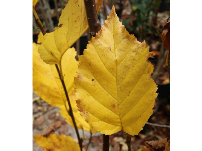Betula medwediewii 'Gold Bark' - bříza Medwediewova