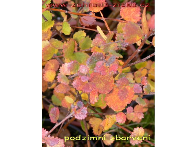 Betula nana - bříza zakrslá