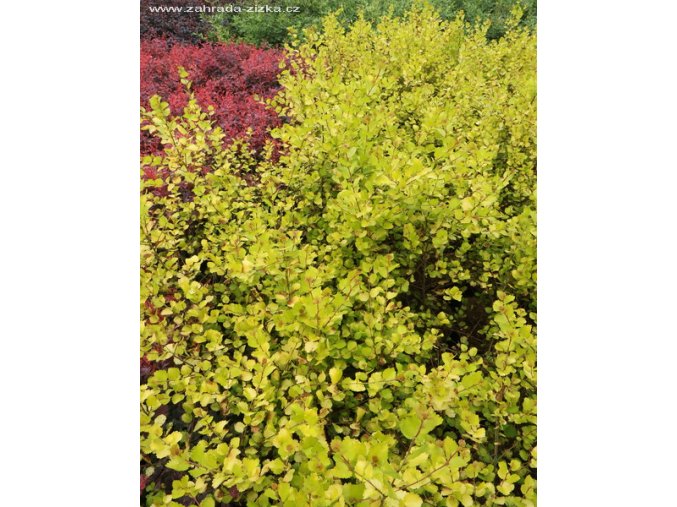 Betula nana 'Golden Treasure' - bříza zakrslá