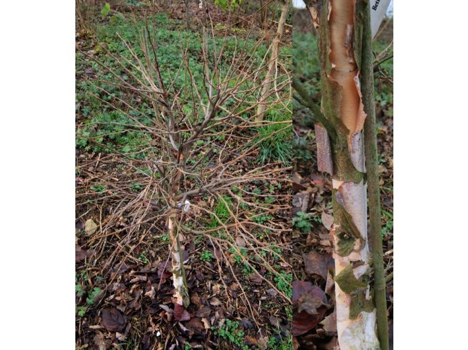 Betula nigra 'Little King' - bříza černá