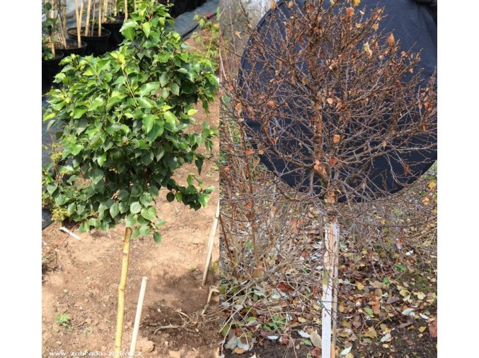 Betula pendula 'Magical Globe' - bříza bělokorá