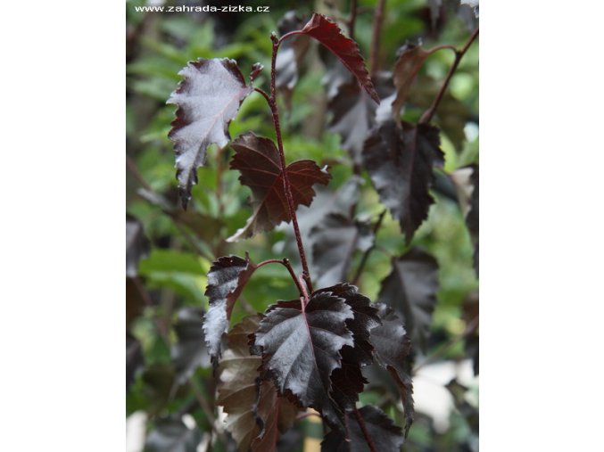Betula pendula 'ROYAL FROST' - bříza