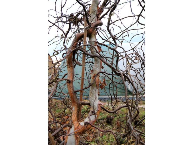 Betula pendula 'Spider Alley' kmínek - bříza bělokorá