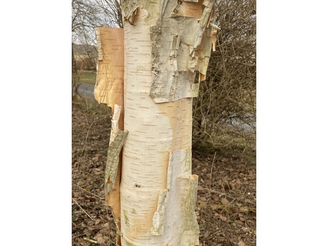 Betula utilis var. jacquemontii - bříza himálajská