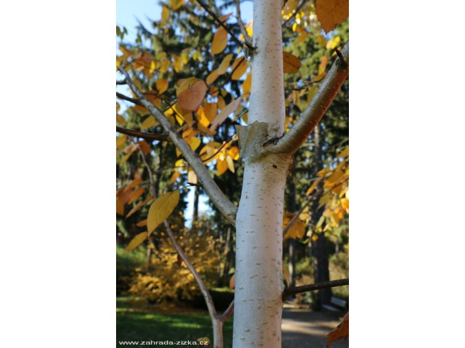Betula 'White Light' - bříza
