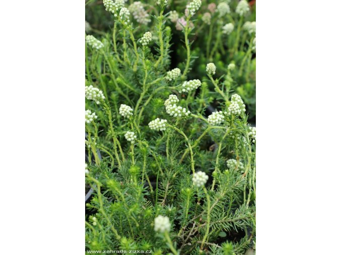 Brukenthalia spiculifolia 'Alba' - brukentálie špičatolistá