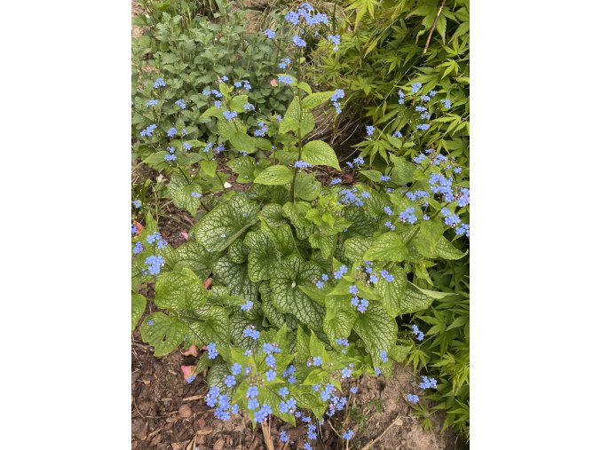 BRUNNERA 'Alexander's Great' - pomněnkovec