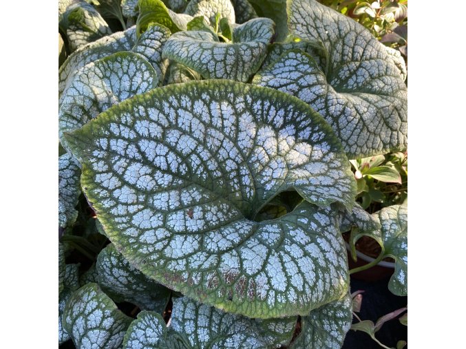 Brunnera macrophylla 'Sea Heart' - pomněnkovec