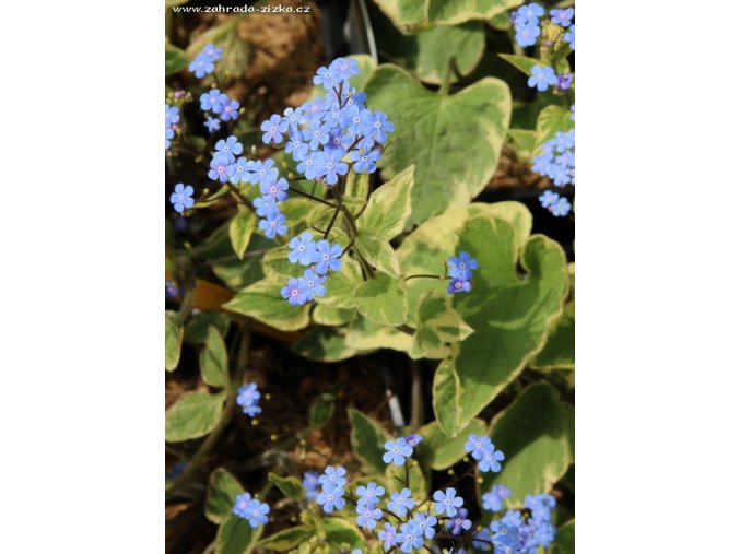 Brunnera macrophylla 'Variegata' - pomněnkovec