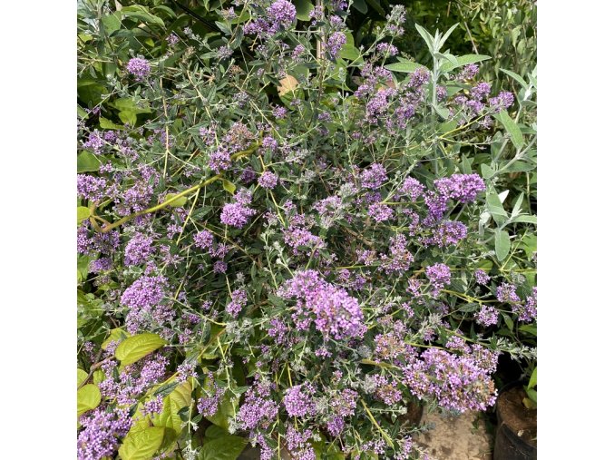 Buddleja alternifolia 'Unique' - komule střídavolistá