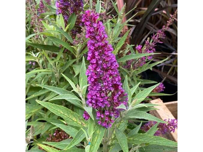 Buddleja davidii 'Butterfly Tower´ - komule Davidova
