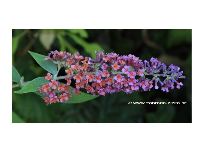 Buddleja davidii 'Flower Power' - komule Davidova