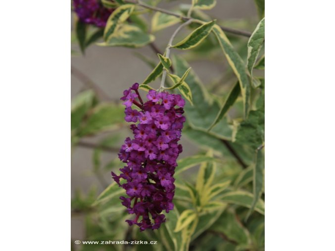 Buddleja davidii 'Masquerade' - komule Davidova