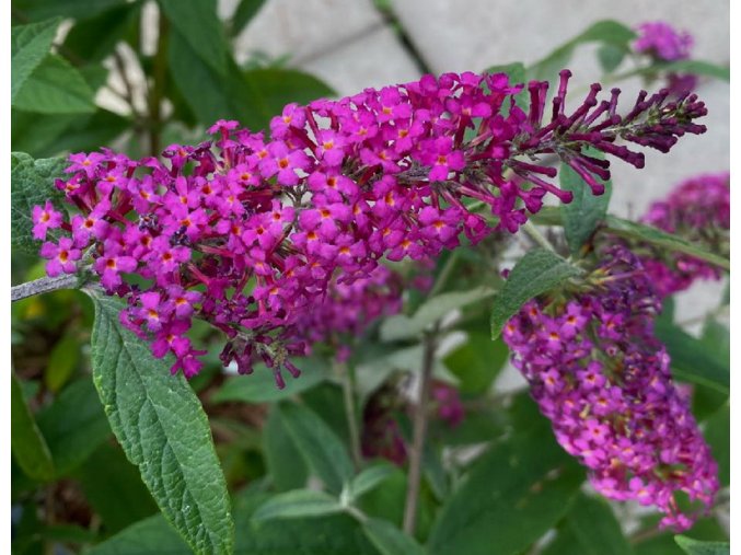 Buddleja davidii 'Miss Ruby' - komule Davidova