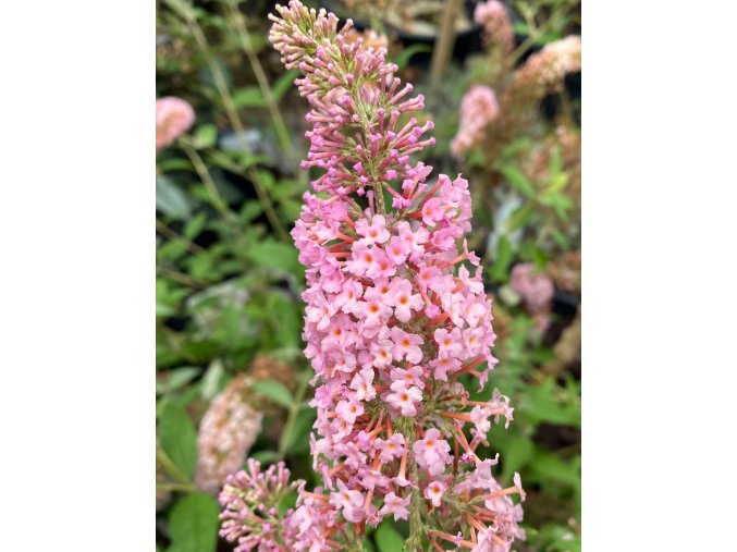 Buddleja davidii 'Pink Panther' - komule Davidova