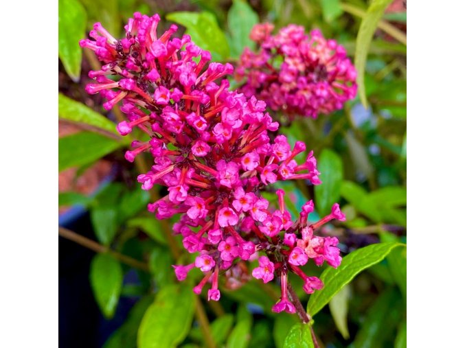 Buddleja davidii 'Prince Charming' - komule Davidova