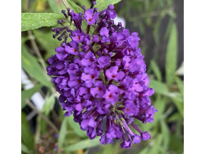Buddleja davidii 'Purple Emperor' - komule Davidova