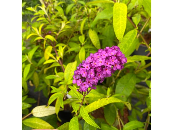 Buddleja davidii 'ROYAL GOLD' - komule Davidova