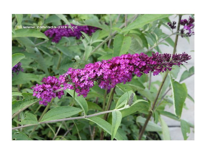 Buddleja davidii 'Royal Red' - komule Davidova