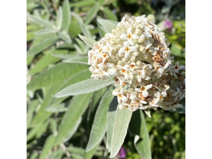 Buddleja davidii Silver Anniversary