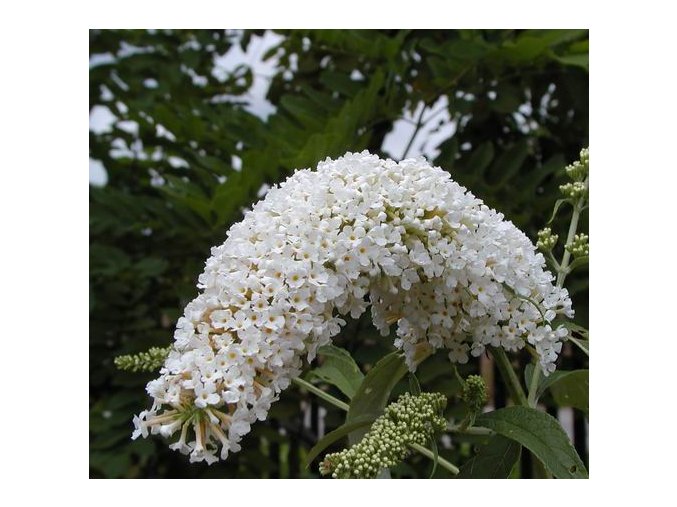 Buddleja davidii 'White Profusion' - komule Davidova