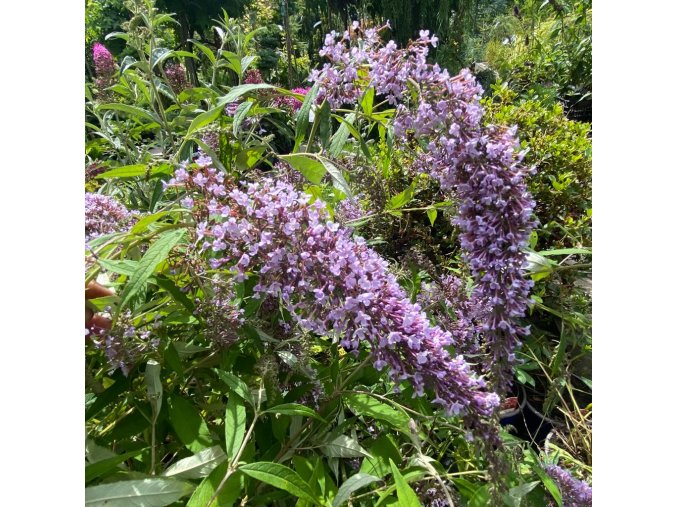 Buddleja davidii 'Wisteria Lane' - komule Davidova