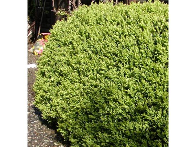 Buxus sempervirens - zimostráz vždyzelený