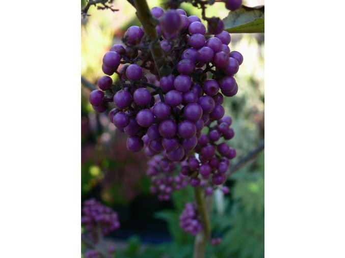 Callicarpa bodinieri 'Imperial Pearl' - krásnoplodka Bodinierova