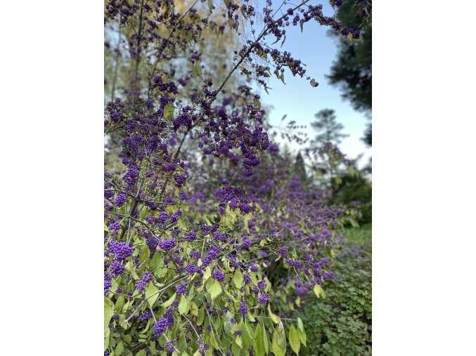 Callicarpa bodinieri 'Magical Deep Purple' - krásnoplodka Bodinierova