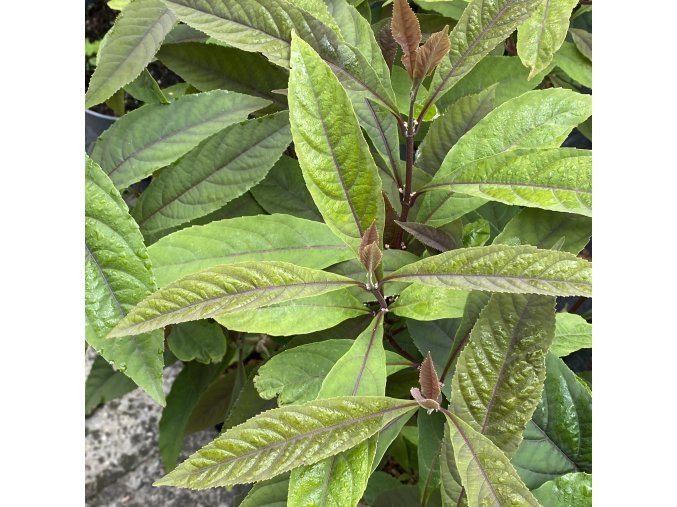 Callicarpa kwangtungensis - krásnoplodka