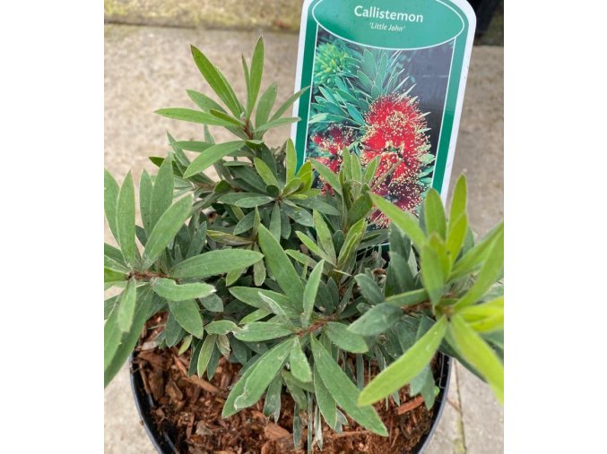 Callistemon 'Little John' - štětkovec