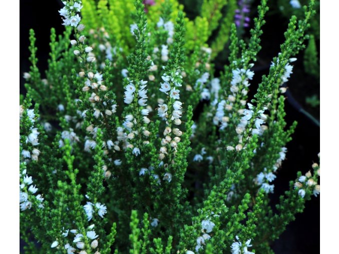 Calluna vulgaris 'Alba Praecox' - vřes obecný