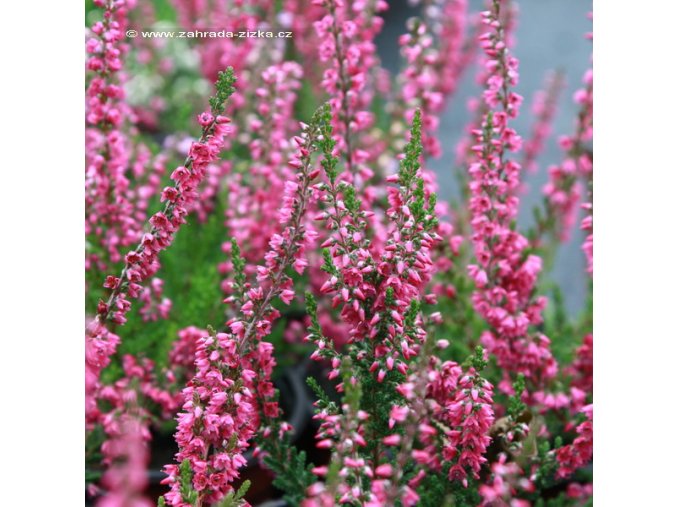 Calluna vulgaris 'Arabella' - vřes obecný