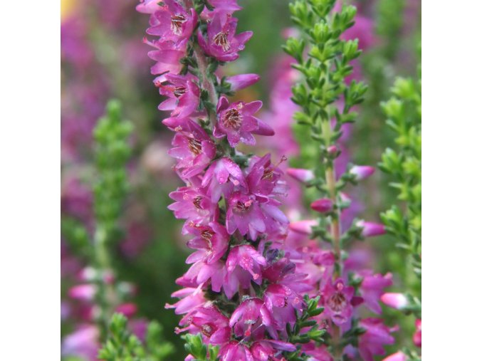Calluna vulgaris 'Ellen' - vřes obecný