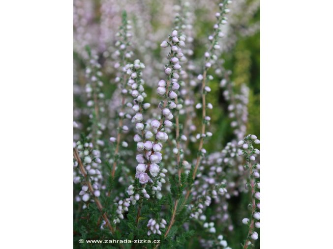 Calluna vulgaris 'Elsie Purnel' - vřes obecný