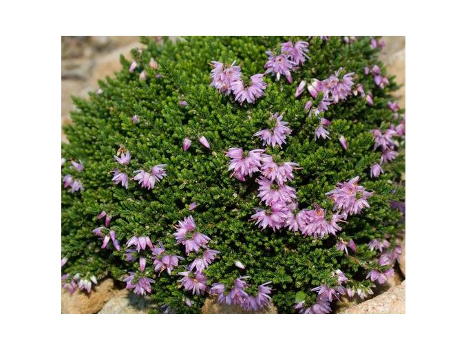 Calluna vulgaris 'Foxii Nana' - vřes obecný