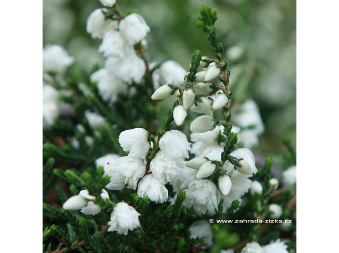 Calluna vulgaris 'Kinlochruel' - vřes obecný