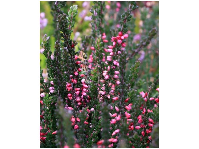 Calluna vulgaris 'Loki' - vřes obecný