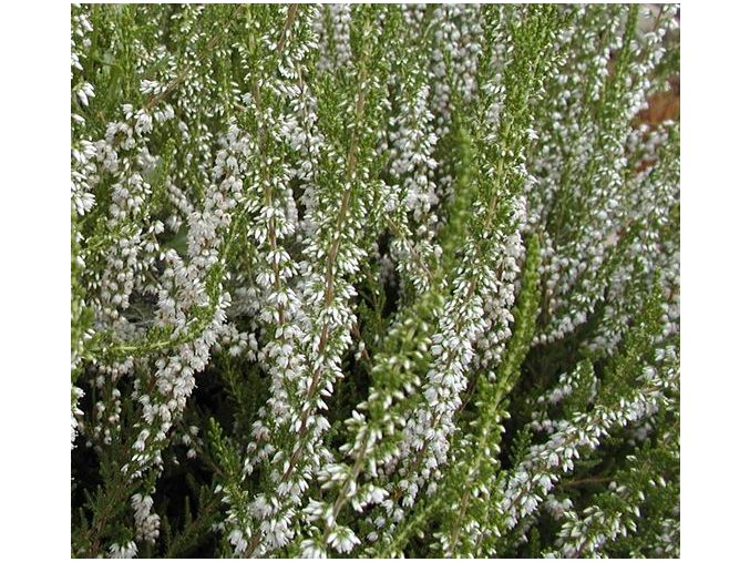 Calluna vulgaris 'Long White' - vřes obecný