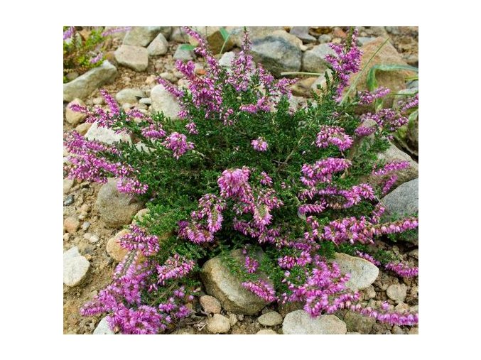 Calluna vulgaris 'Mullion' - vřes obecný