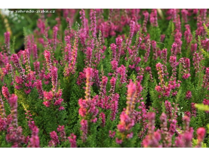 Calluna vulgaris 'Ross Hutton' - vřes obecný