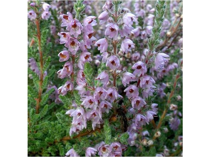 Calluna vulgaris 'Silver Knight' - vřes obecný