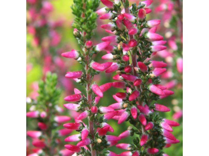 Calluna vulgaris 'Sylke' - vřes obecný